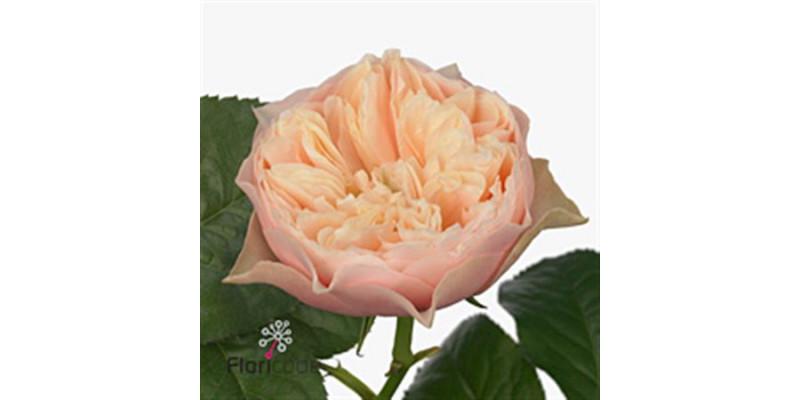 Rose Gr Garden Vuvuzela Romantic 50cm A1