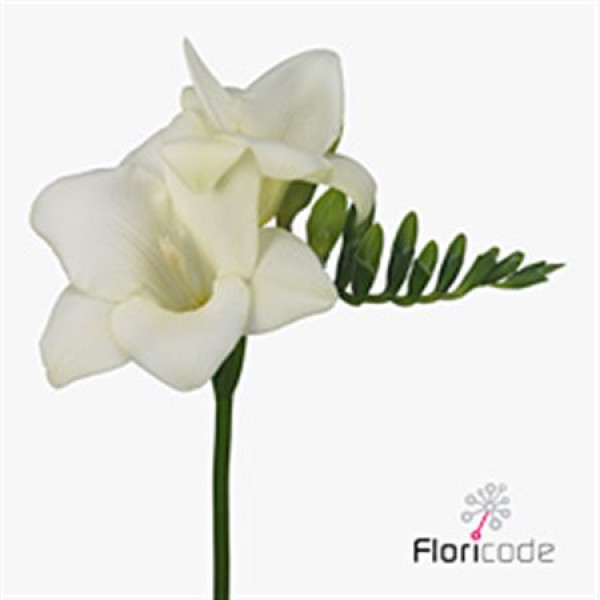 Freesias En Alba River 52 A1White