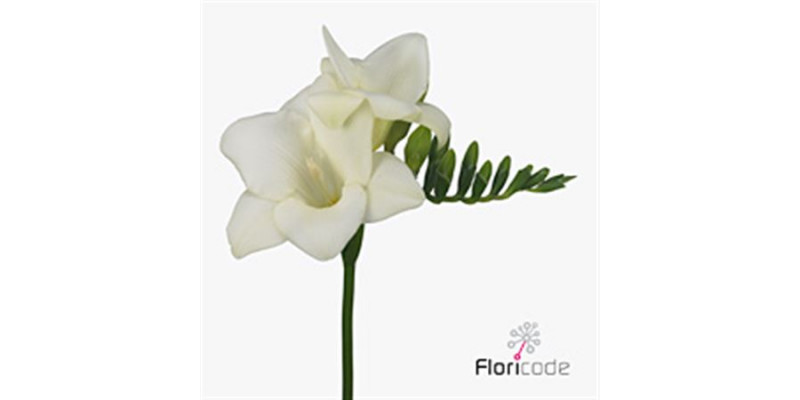 Freesias En Alba River 52 A1White