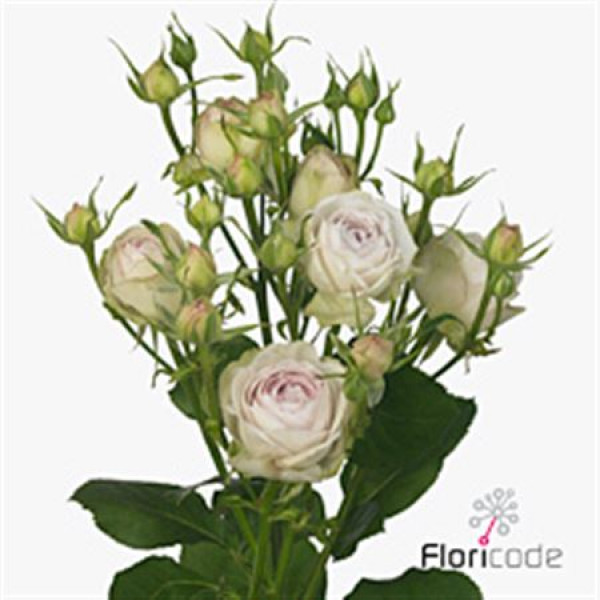 Rose Tr Silver Lace 50cm A1