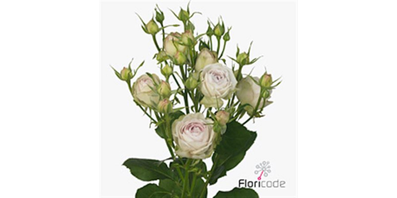 Rose Tr Silver Lace 50cm A1