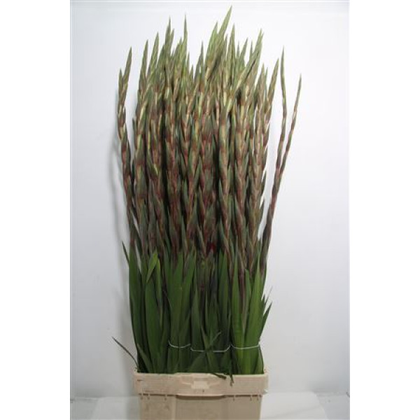 Gladioly Gr Mahler 120 cm A1