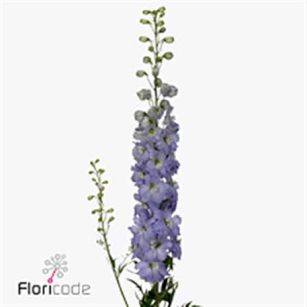 Delphinium El Dew Impress Lilac 70cm  Col-Lavender