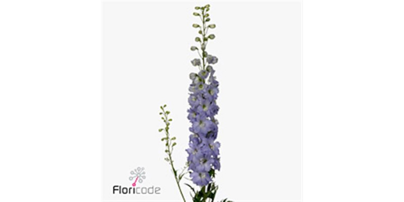 Delphinium El Dew Impress Lilac 70cm  Col-Lavender