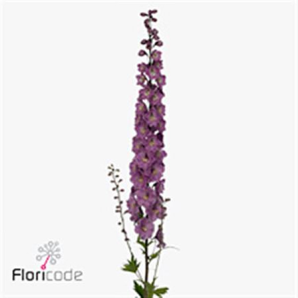 Delphinium El Dewi Dark Pink 100cm  Col-Dark Pink