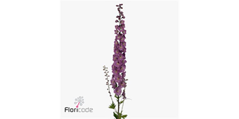 Delphinium El Dewi Dark Pink 120cm  Col-Dark Pink