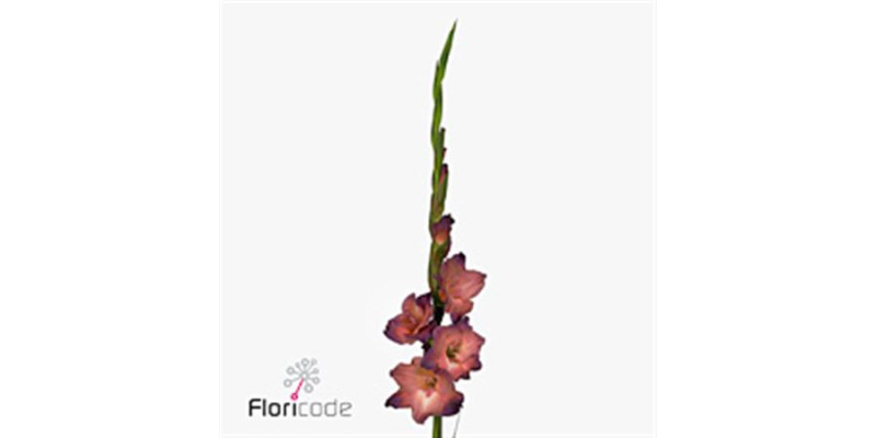 Gladioly Gr Indian Summe 100 cm A1