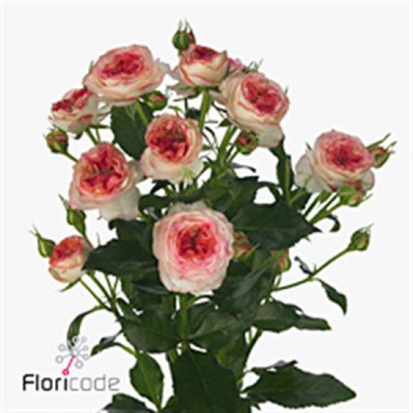 Rose Tr Sweet Stars 60cm A1