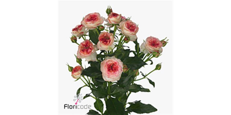 Rose Tr Sweet Stars 70cm A1