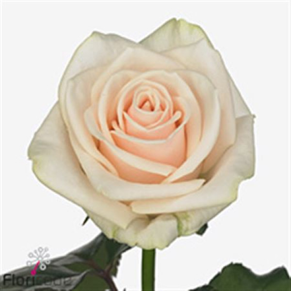 Rose Gr Myllena 60cm A1