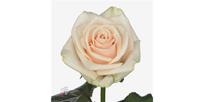 Rose Gr Myllena 60cm A1