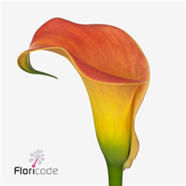 Zanthedeschias Calla Lilly Morning Sun 70cm 