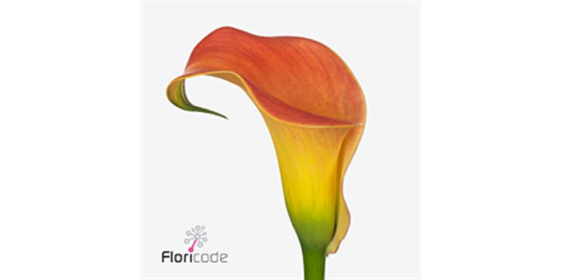 Zanthedeschias Calla Lilly Morning Sun 70cm 