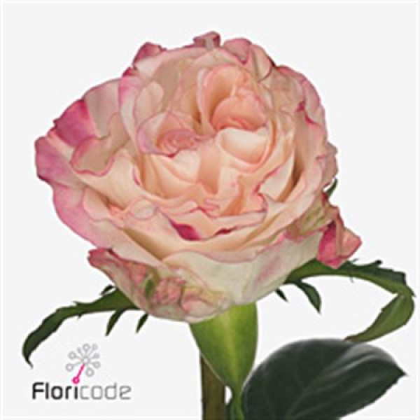 Rose Gr Very Cute 40cm A1