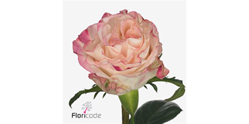 Rose Gr Very Cute 60cm A1