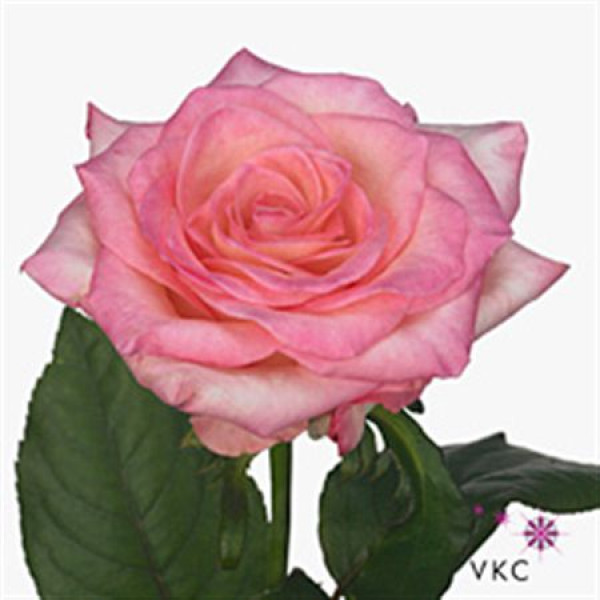 Rose Gr Boulevard 70cm A1