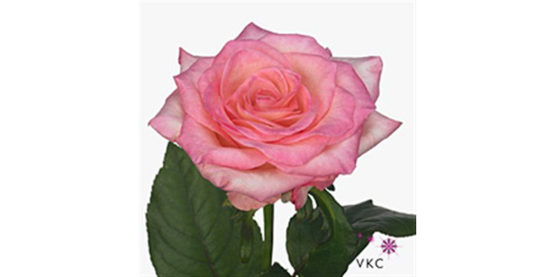 Rose Gr Boulevard 70cm A1