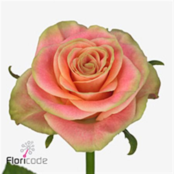 Rose Gr Jolie 60cm A1