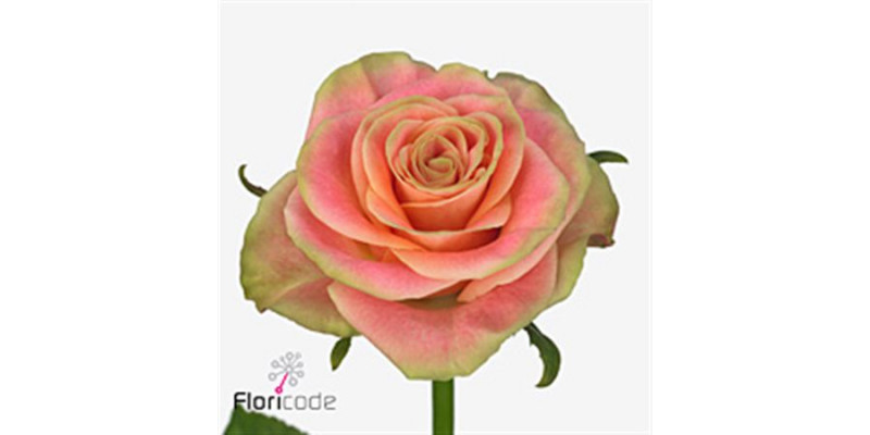 Rose Gr Jolie 60cm A1