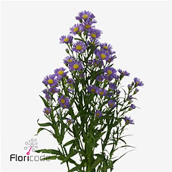 Aster Casamare  Col-Purple