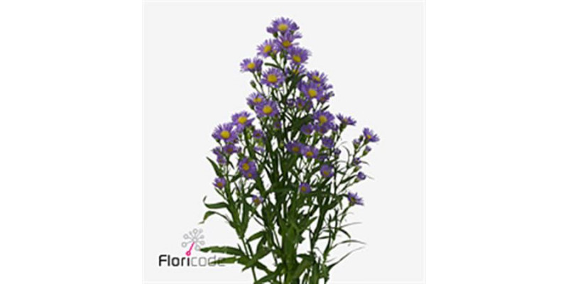 Aster Casamare 60cm  Col-Purple