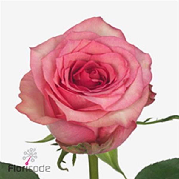 Rose Gr Pink Shadow 60cm A1