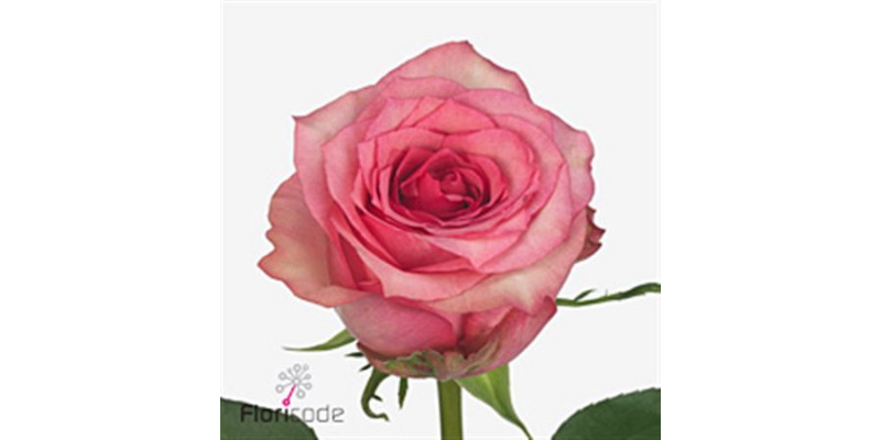 Rose Gr Pink Shadow 60cm A1