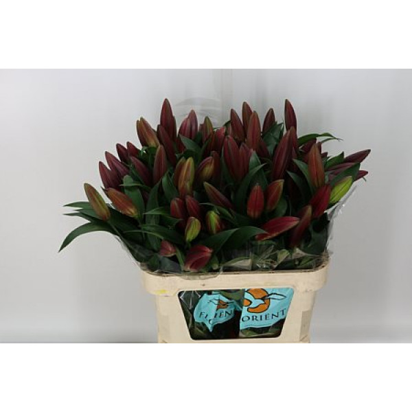 Lillys Or Noble Star 95cm A1