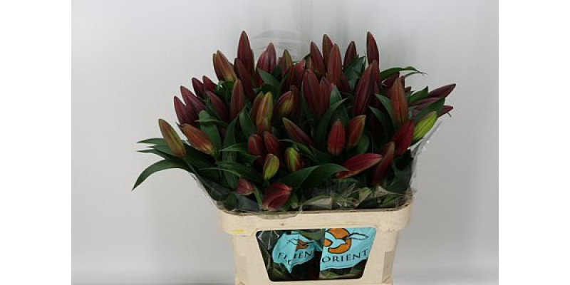 Lillys Or Noble Star 95cm A1