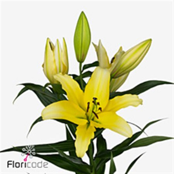 Lillys Or Yellow Strike 90cm A1