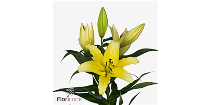 Lillys Or Yellow Strike 90cm A1