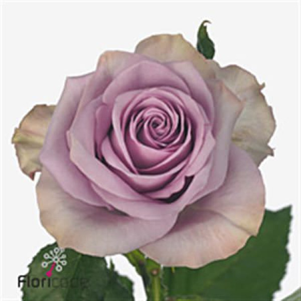 Rose Gr Nightingale! 70cm  Col-Milka