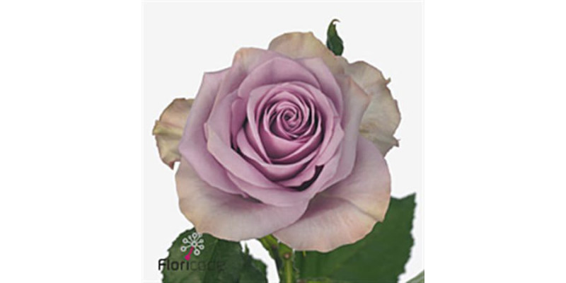 Rose Gr Nightingale! 70cm  Col-Milka