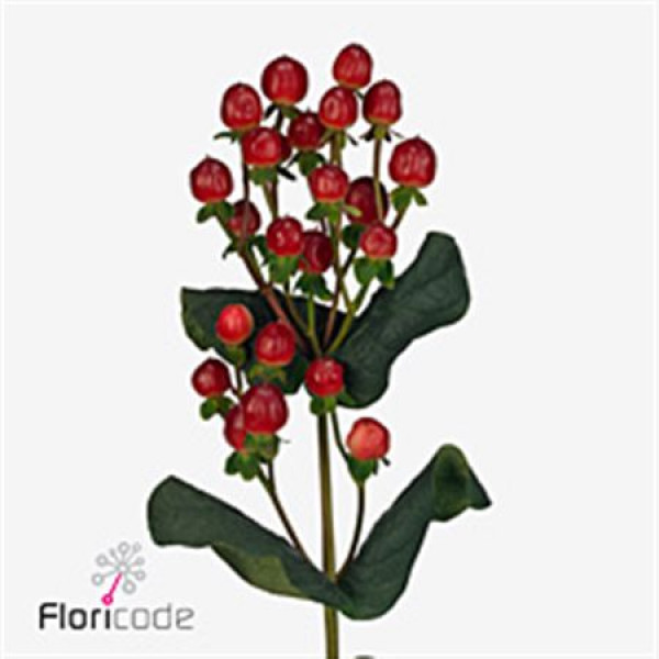 Hypericum Ligh Romanc 70cm A1