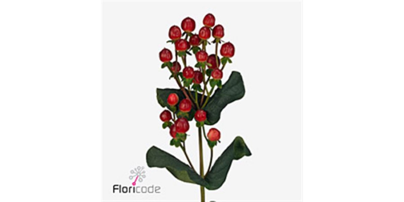 Hypericum Ligh Romanc 70cm A1