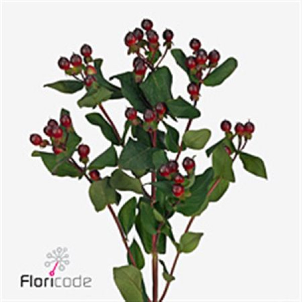 Hypericum Rocky Romance 50cm A1 Col-Brown