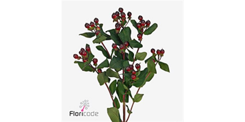 Hypericum Rocky Romance 50cm A1 Col-Brown