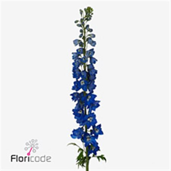 Delphinium Triton Da Blue 100cm  Col-Blue