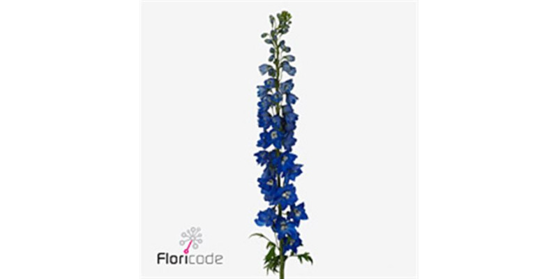 Delphinium Triton Da Blue 100cm  Col-Blue