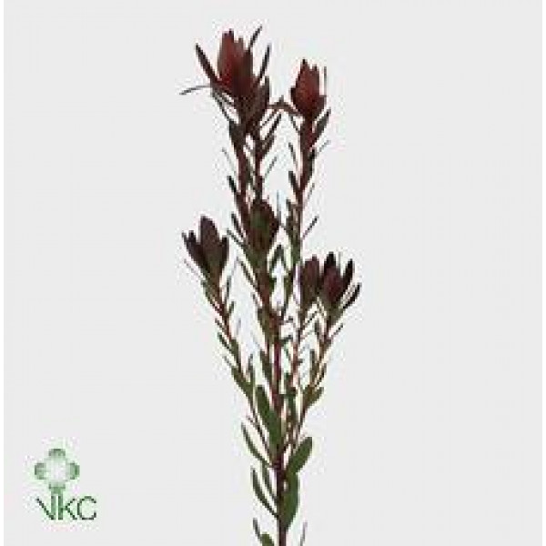 Leucadendron Safari Sunset Spray EX Col-Red