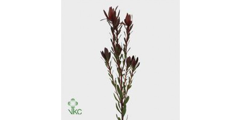 Leucadendron Safari Sunset Spray EX Col-Red