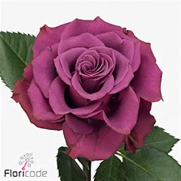 Rose Gr Ascot 70cm A1