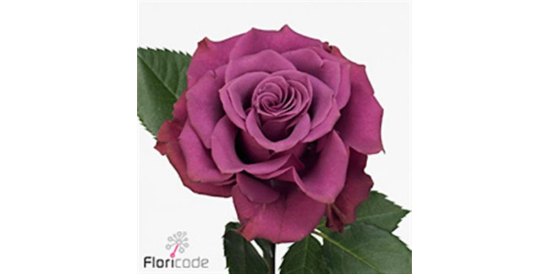 Rose Gr Ascot 70cm A1