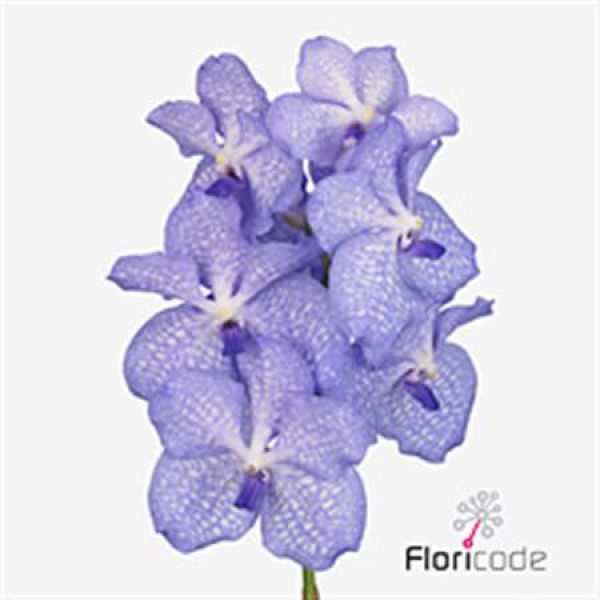 Orchid Vanda Kan Angelite A1 Col-Blue