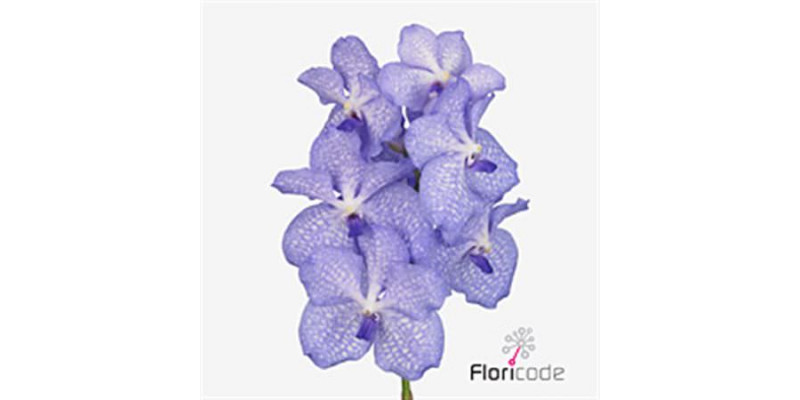 Orchid Vanda Kan Angelite A1 Col-Blue