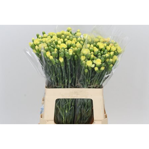 Dianthus Tr Yellow Twin 55 A1Yellow