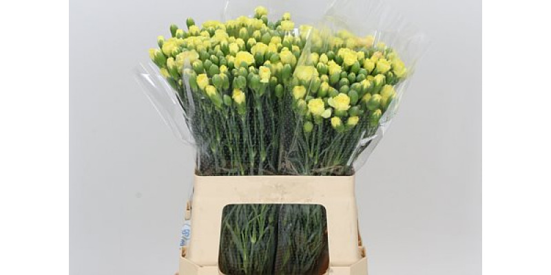 Dianthus Tr Yellow Twin 55 A1Yellow