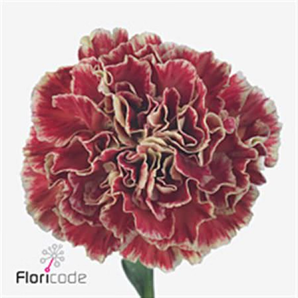 Dianthus St Wine Cover 65cm A1 Col-Bicolor