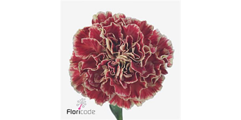 Dianthus St Wine Cover 65cm A1 Col-Bicolor