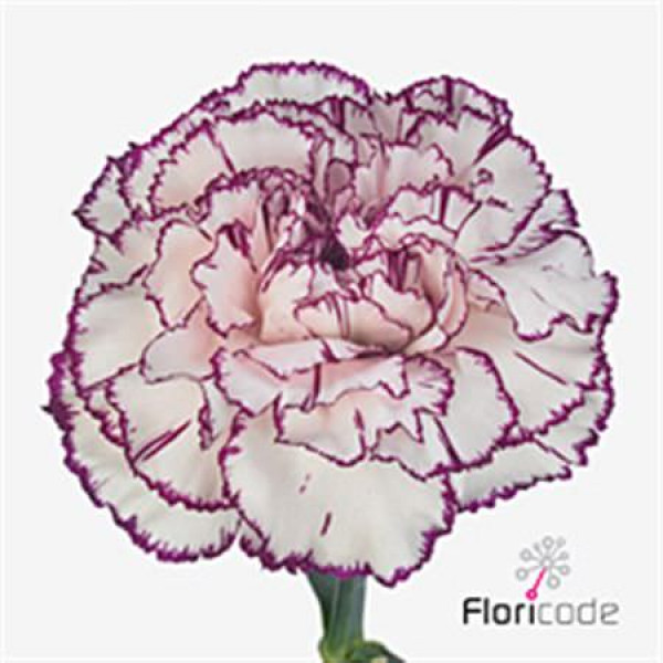 Dianthus St Mudah 65cm A1 Col-Bicolor